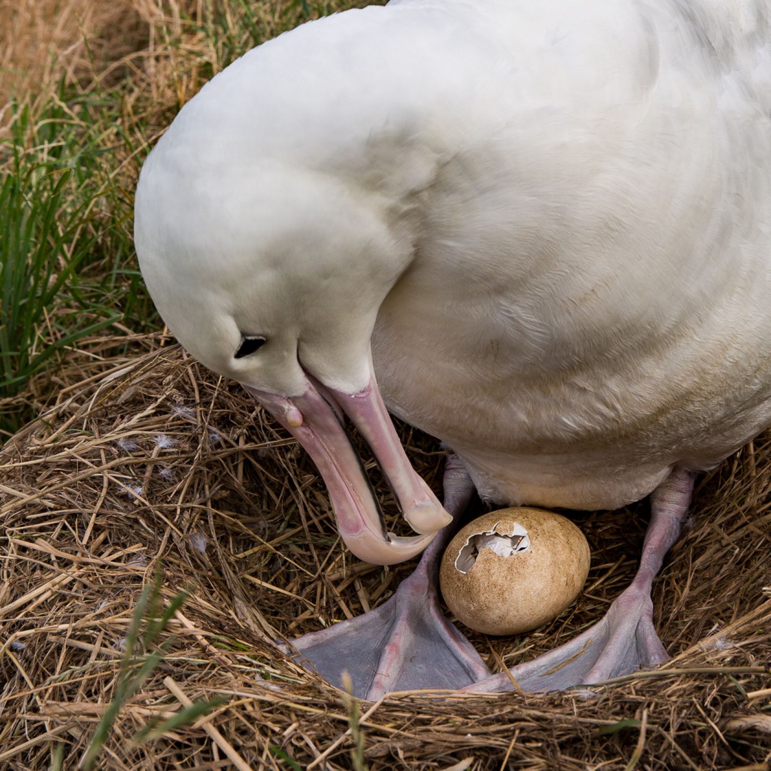 Royal Albatross  chick hatching