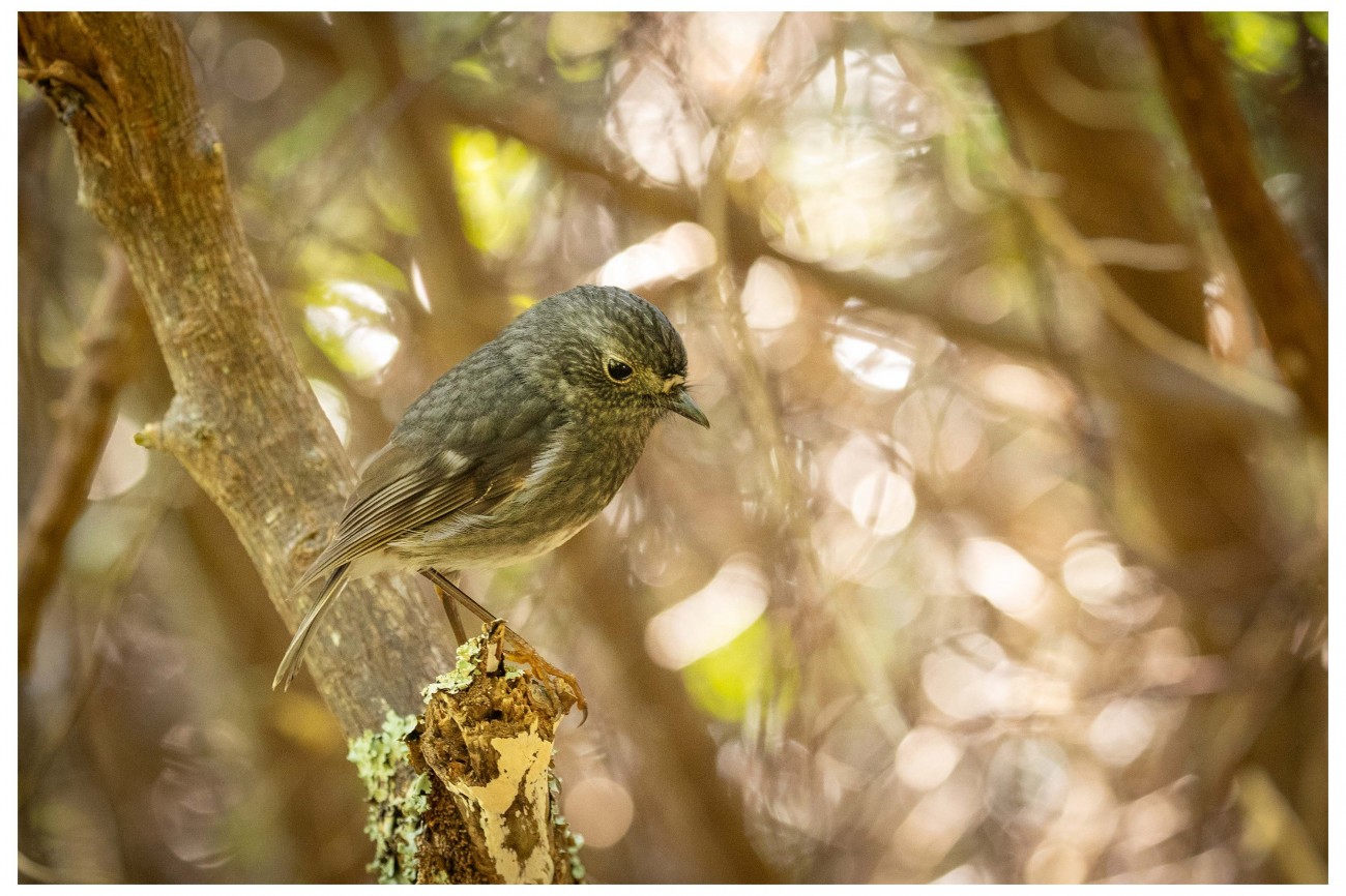 Some pics from Tiritiri Matangi Island