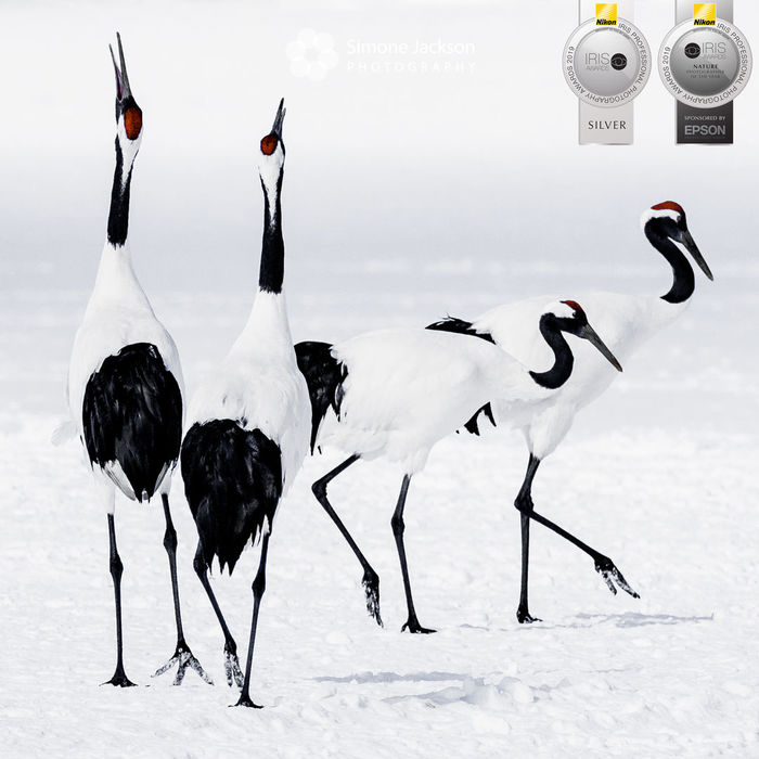 Rare Red Crested Cranes - Hokkaido Japan 2019 Nature Category winner - Portfolio of 4 