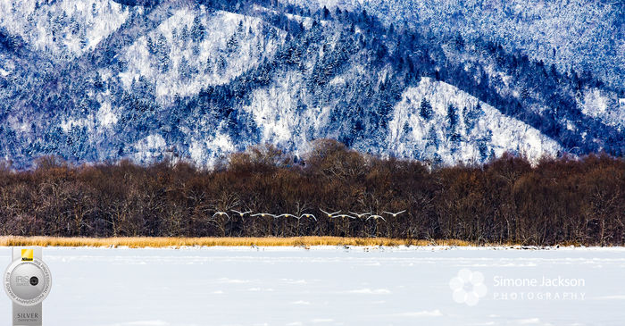 Migrating Hooper Swans - Silver with Distinction Award 2019 Landscape in Camera Category - Iris Awards