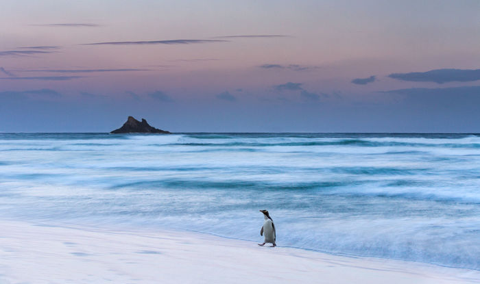 Lone Yellow Eyed Penguin - Bronze award - Landscape category 2017 Iris Awards 