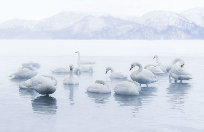 Hooper Swans Hokkaido Japan - Bronze Award 2020  Category - Iris Awards