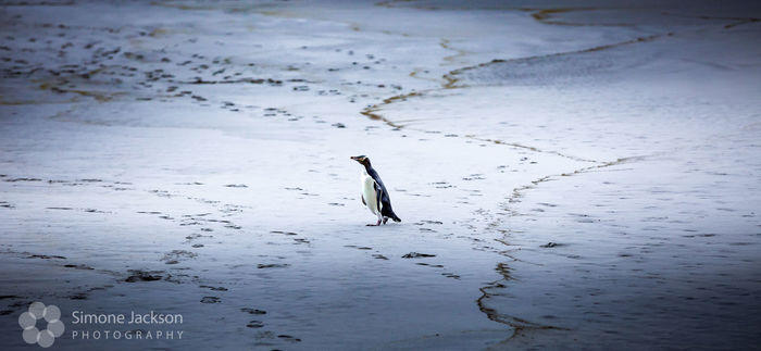 Lonesome Yellow Eyed Penguin Lonesome Yellow Eyed Penguin