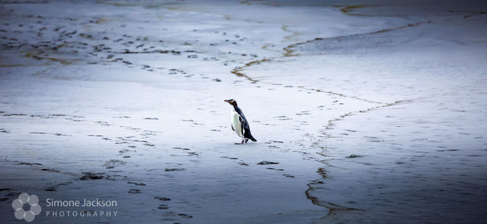 Lonesome Yellow Eyed Penguin