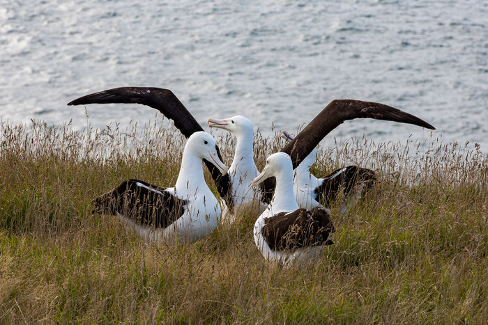 Party time - adolescent Royal Albatross searching for a mate