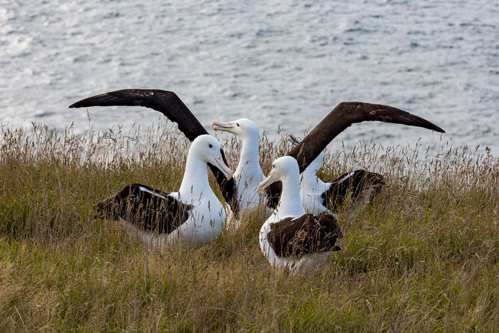 Party time - adolescent Royal Albatross searching for a mate Party time - adolescent Royal Albatross searching for a mate