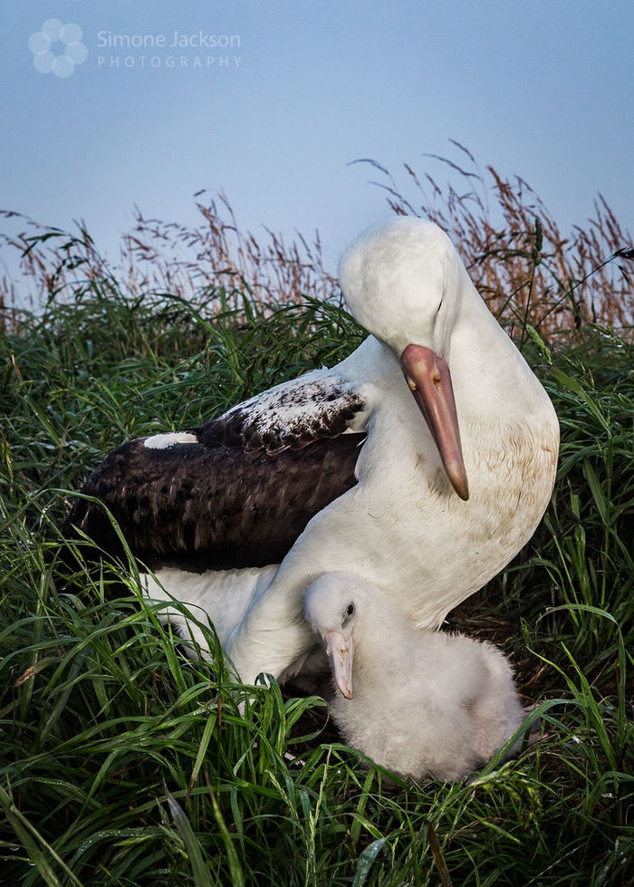 Royal Albatross parent and chick bond