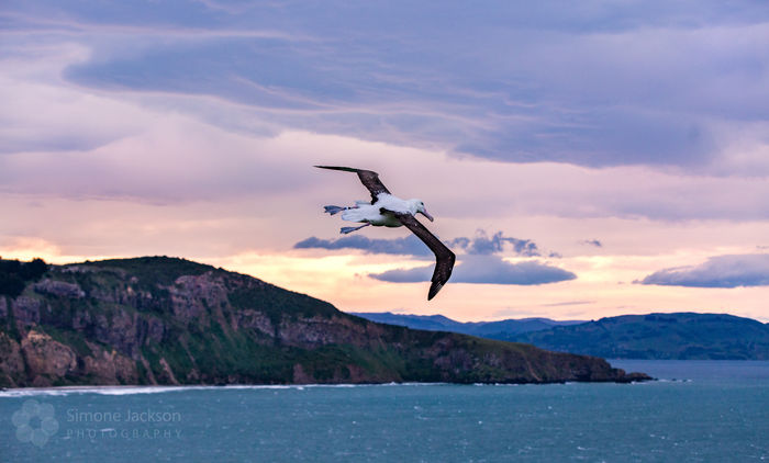 Grown Royal Albatross fledging  