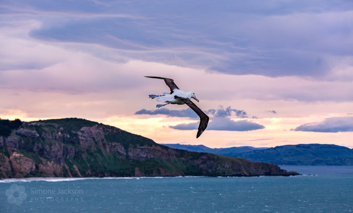 Grown Royal Albatross fledging Grown Royal Albatross fledging