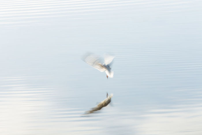 Lone Gull ICM