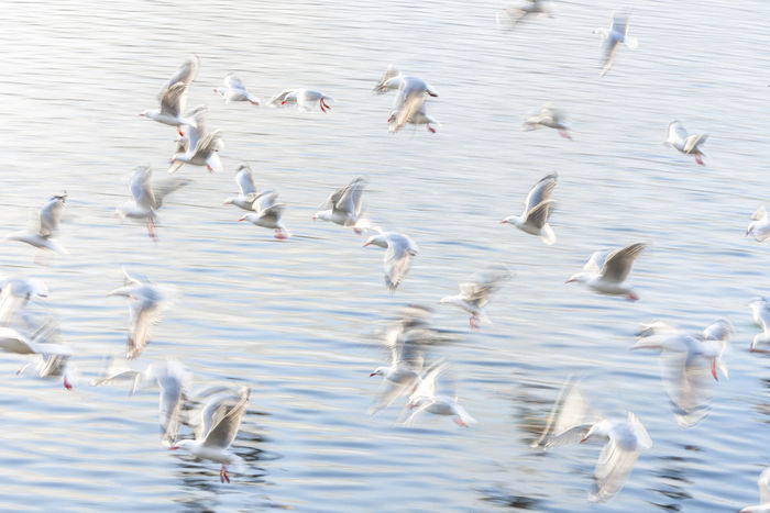 Red  Billed Gulls in flight - ICM