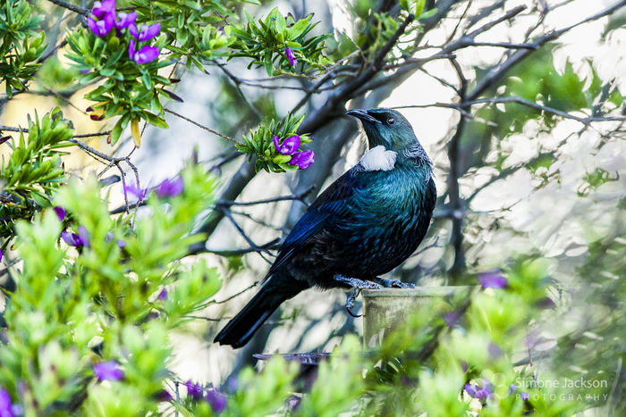 Regal Tui