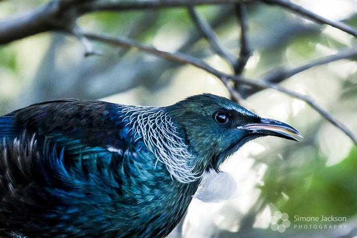 Tui