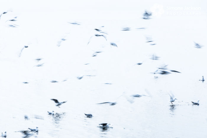 ICM Gills High Key ICM Gills High Key