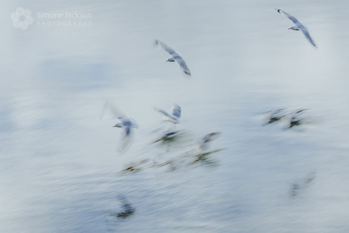 Portobello Gulls ICM