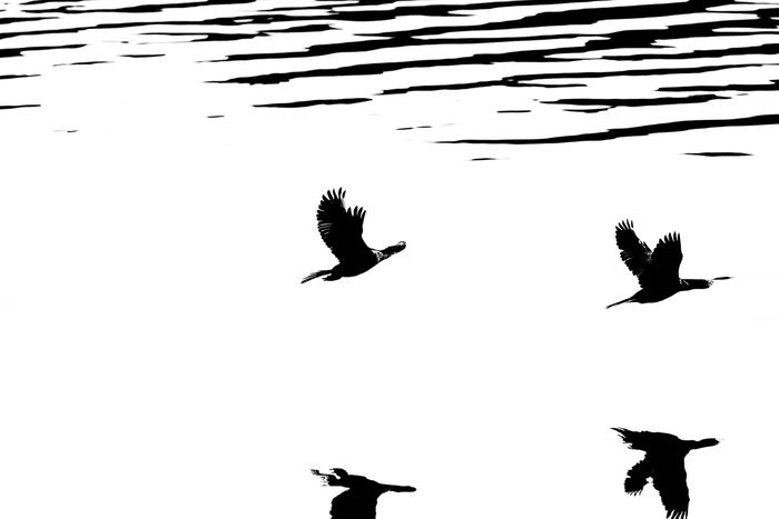 Spotted Shags in Relective Light Spotted Shags in Relective Light