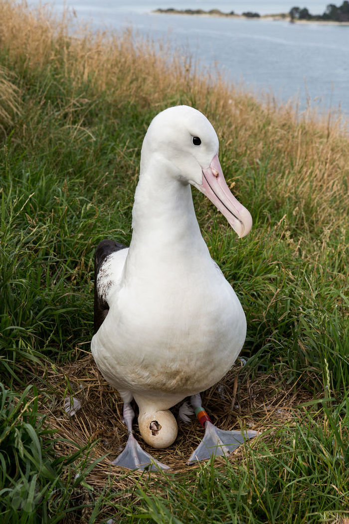 Hatching Royal Albatross chick Hatching Royal Albatross chick