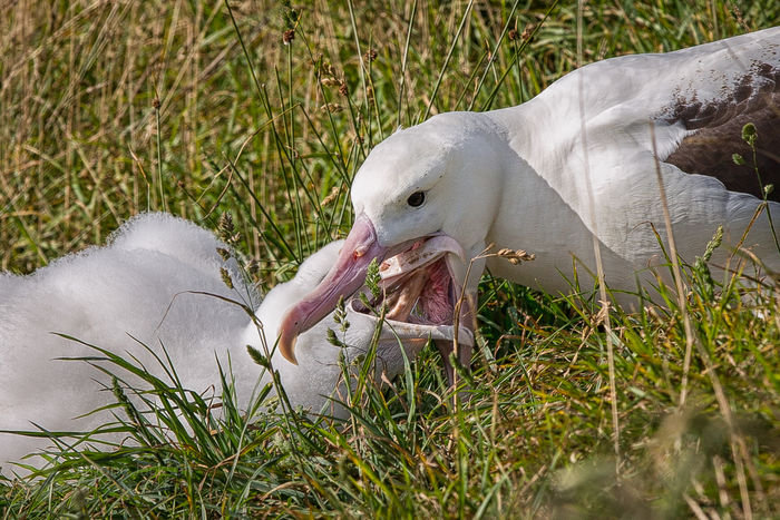 Feeding time Feeding time