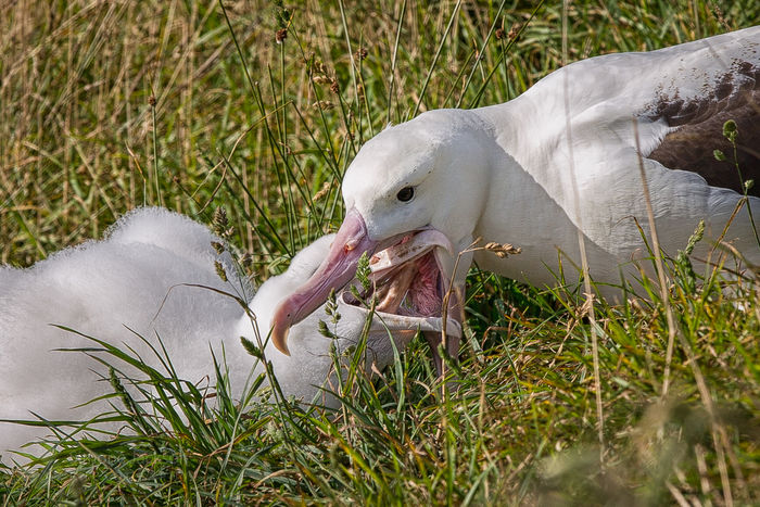 Feeding time