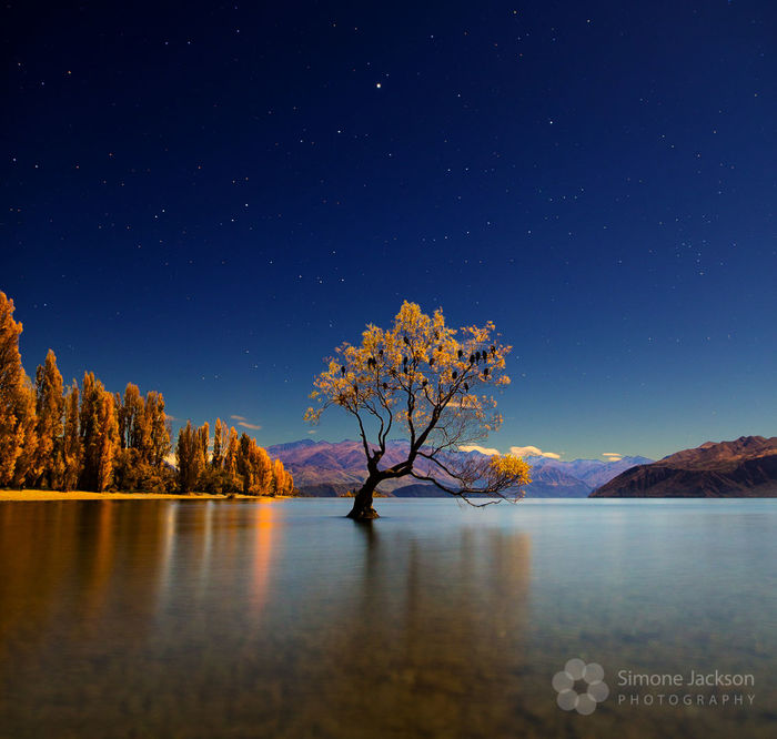 Wanaka Tree in Autumn