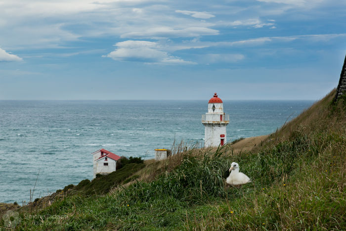 Royal Albatross Colony Lighthouse