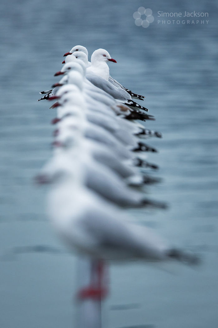 CanonNZ - Highest viewed image 2018 CanonNZ - Highest viewed image 2018