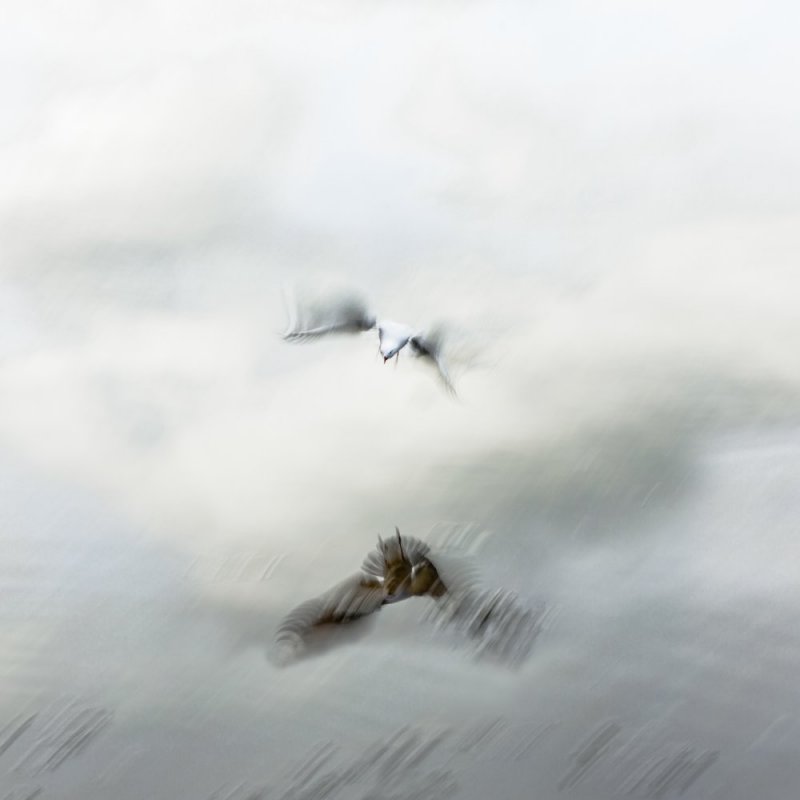 Gull in Flight - Slow Motion capture photographic print for sale