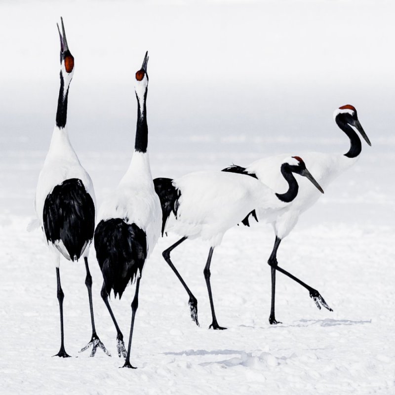 Rare Red Crested Cranes  photographic print for sale