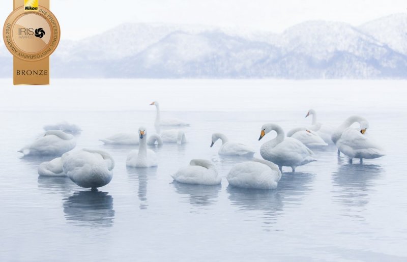 Hooper Swans Hokkaido Japan  photographic print for sale