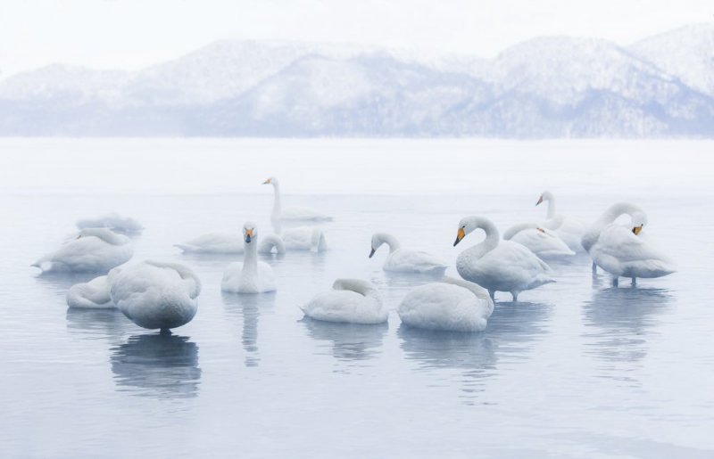 Hooper Swans Hokkaido Japan  photographic print for sale