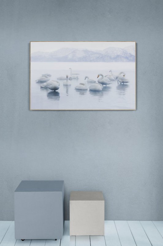 Hooper Swans Hokkaido Japan  photographic print for sale