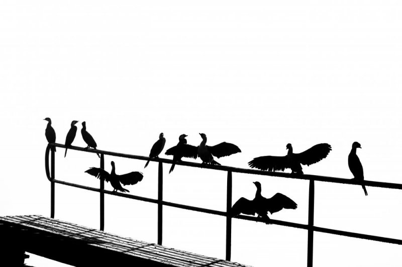 Birds drying out photographic print for sale