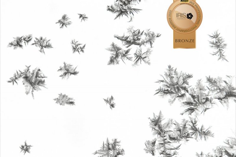 Snowflakes  photographic print for sale