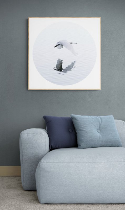 Royal Spoonbill in Flight photographic print for sale