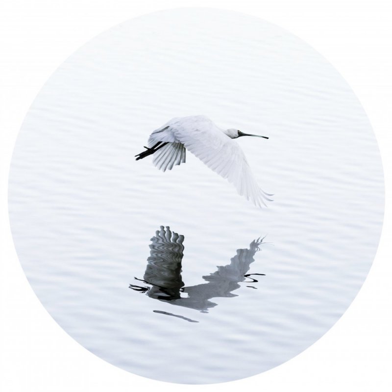 Royal Spoonbill in Flight photographic print for sale