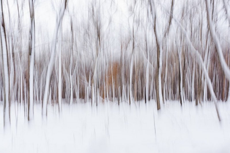 Japanese field of trees photographic print for sale