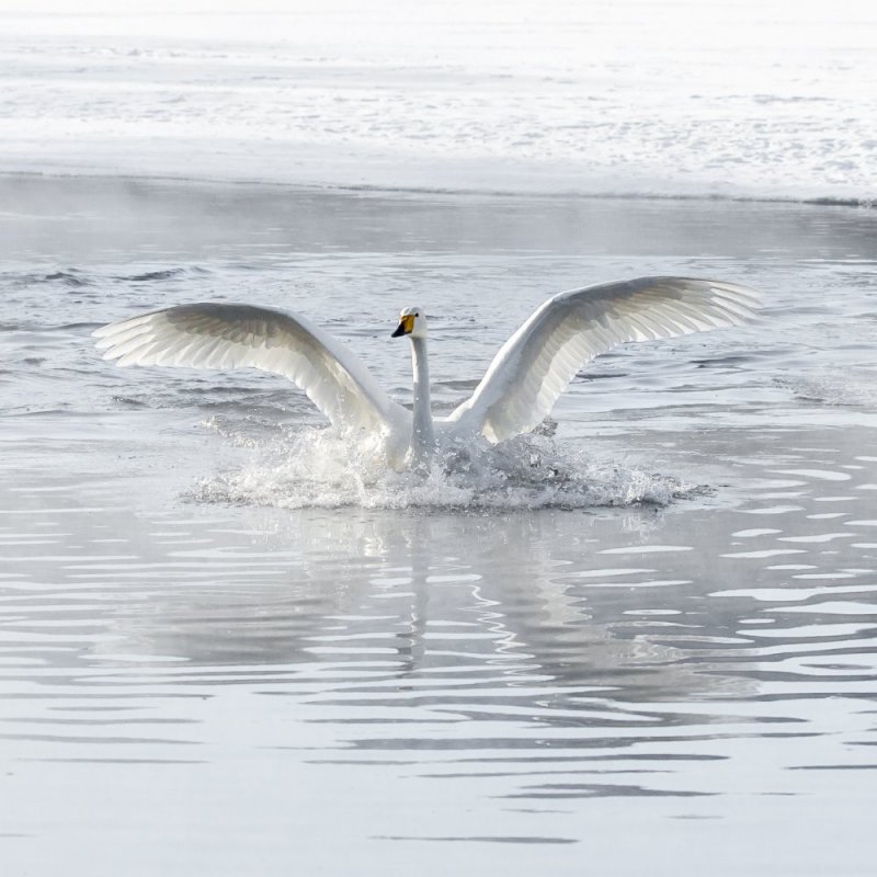 Winter Whooper Swan photographic print for sale
