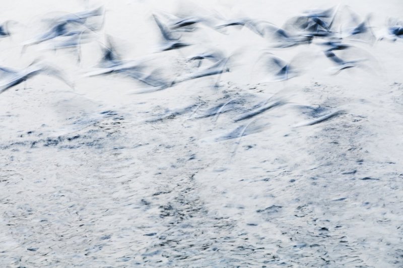 Gulls over Otago Harbour photographic print for sale