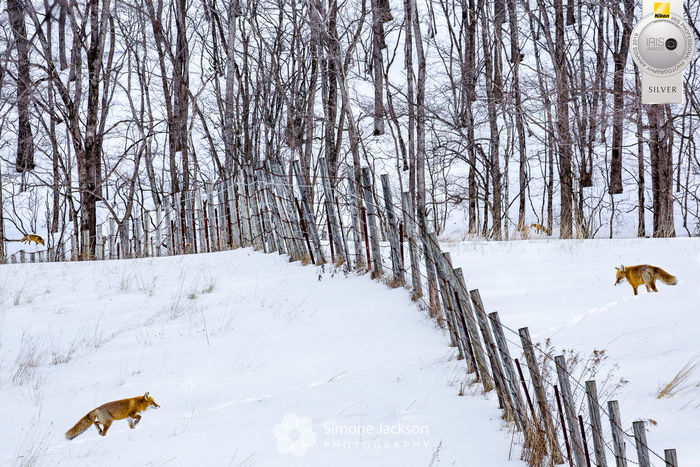 Foxes in the snow photographic print for sale