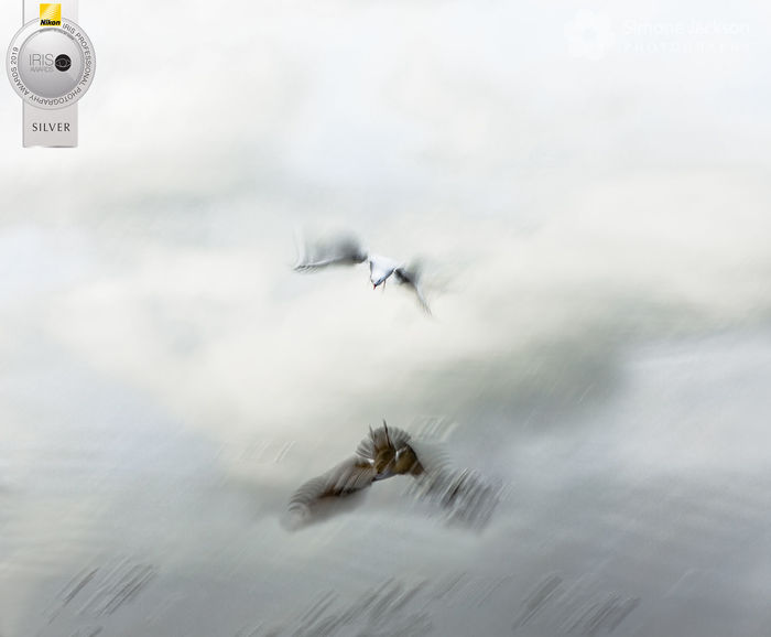 Gull in Flight - Slow Motion capture photographic print for sale