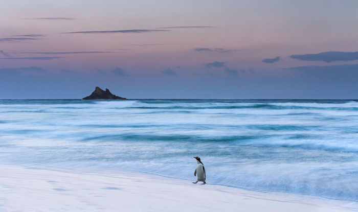 Lone Yellow Eyed Penguin  photographic print for sale