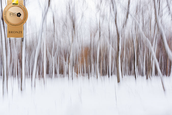 Japanese field of trees photographic print for sale