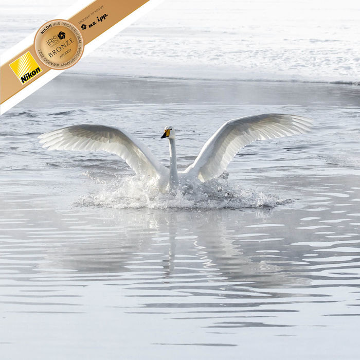 Winter Whooper Swan photographic print for sale