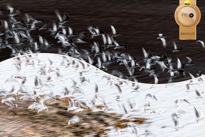 Yin Yan Birds photographic print for sale