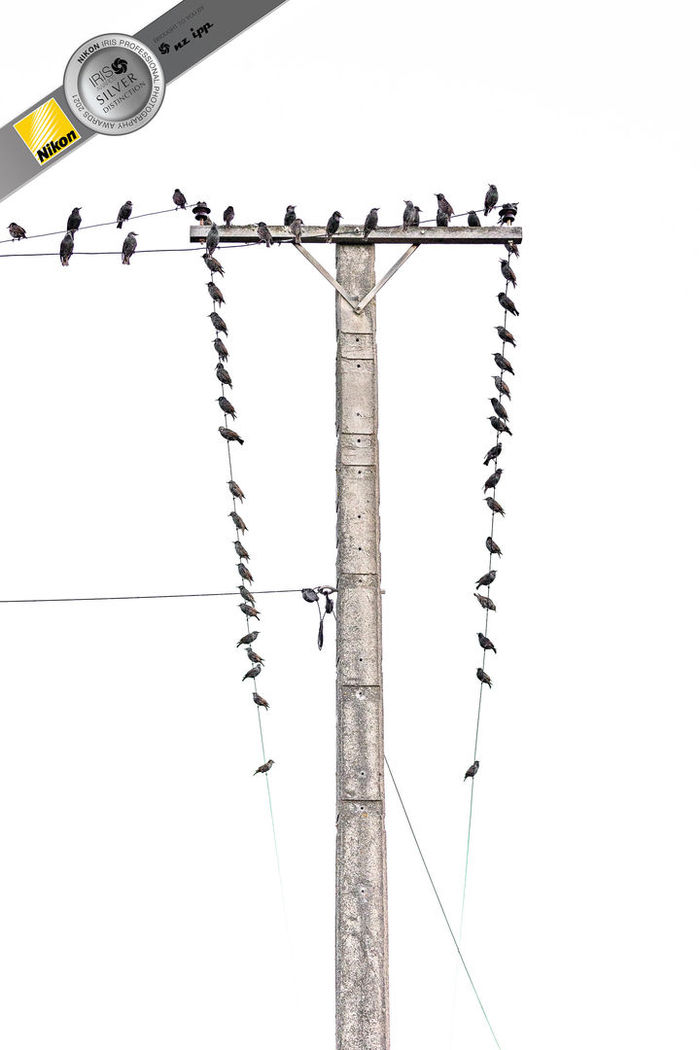 Lampost & Starlings photographic print for sale